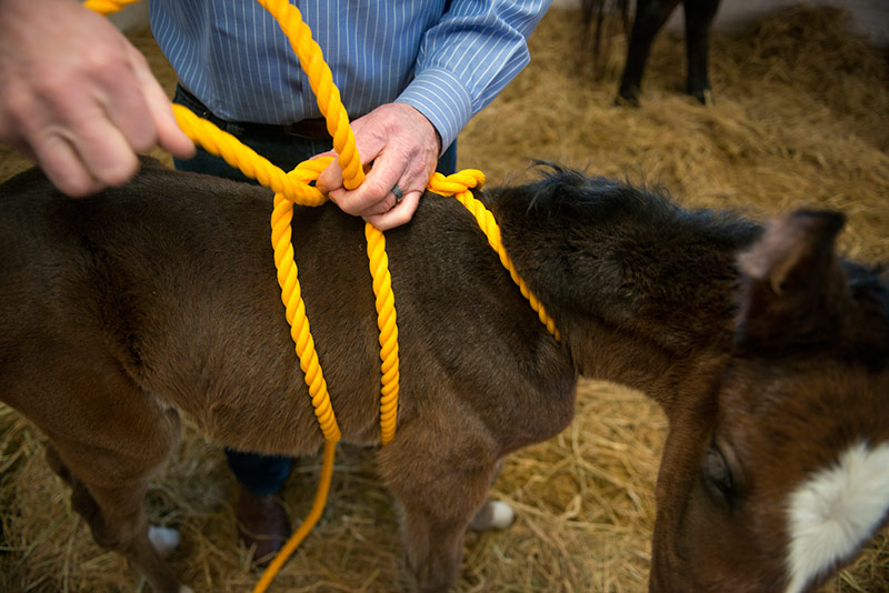 Foal