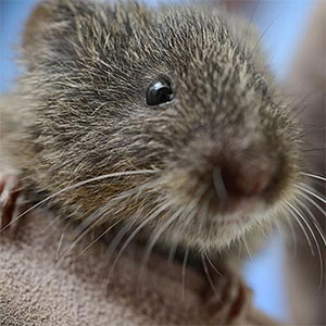 vole