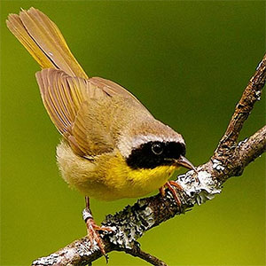 warbler